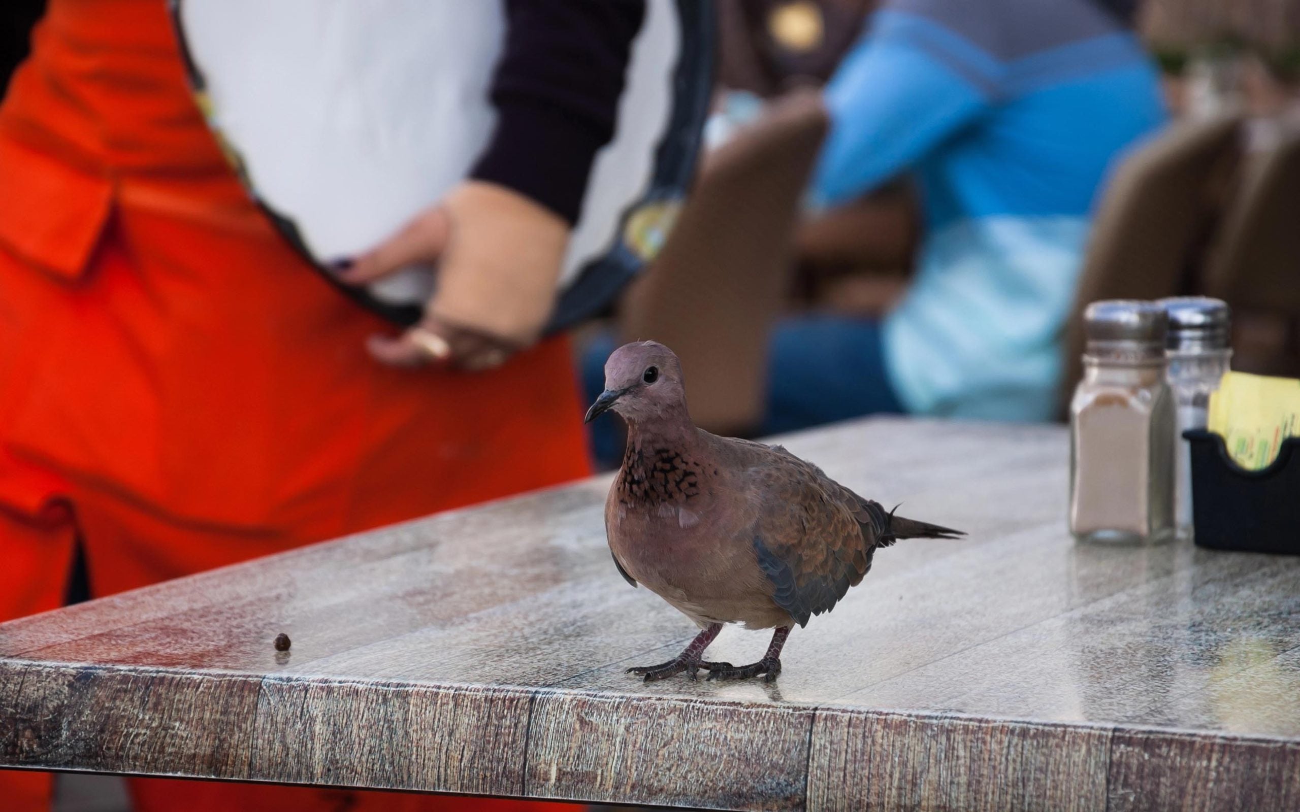 A pigeon on restaurant table where food is served, salt and pepper with sugar packets. With people.