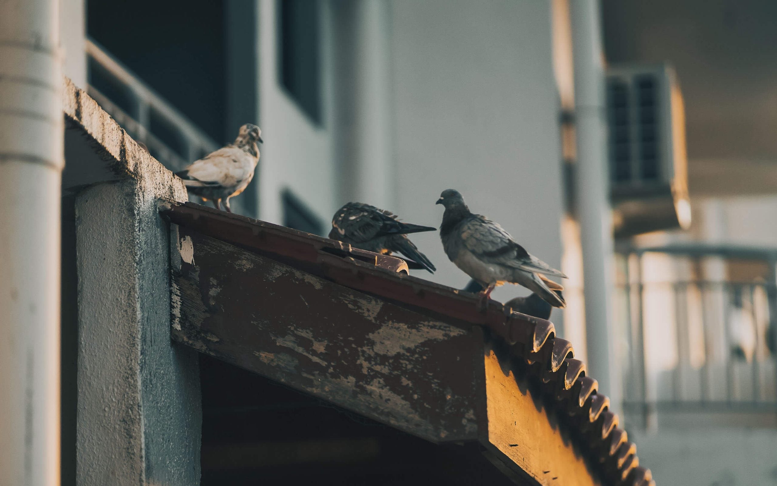 Three pigeons on an old roof.