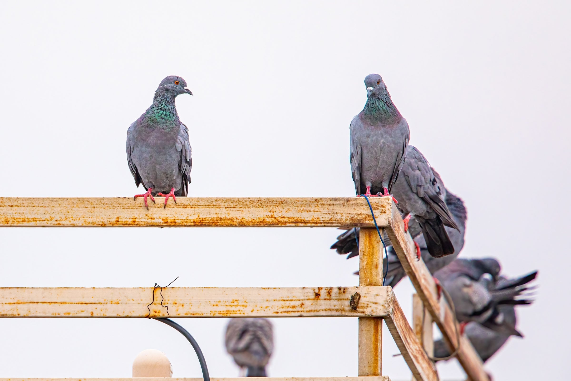 grey pigeons with green heads perching on wooden fence