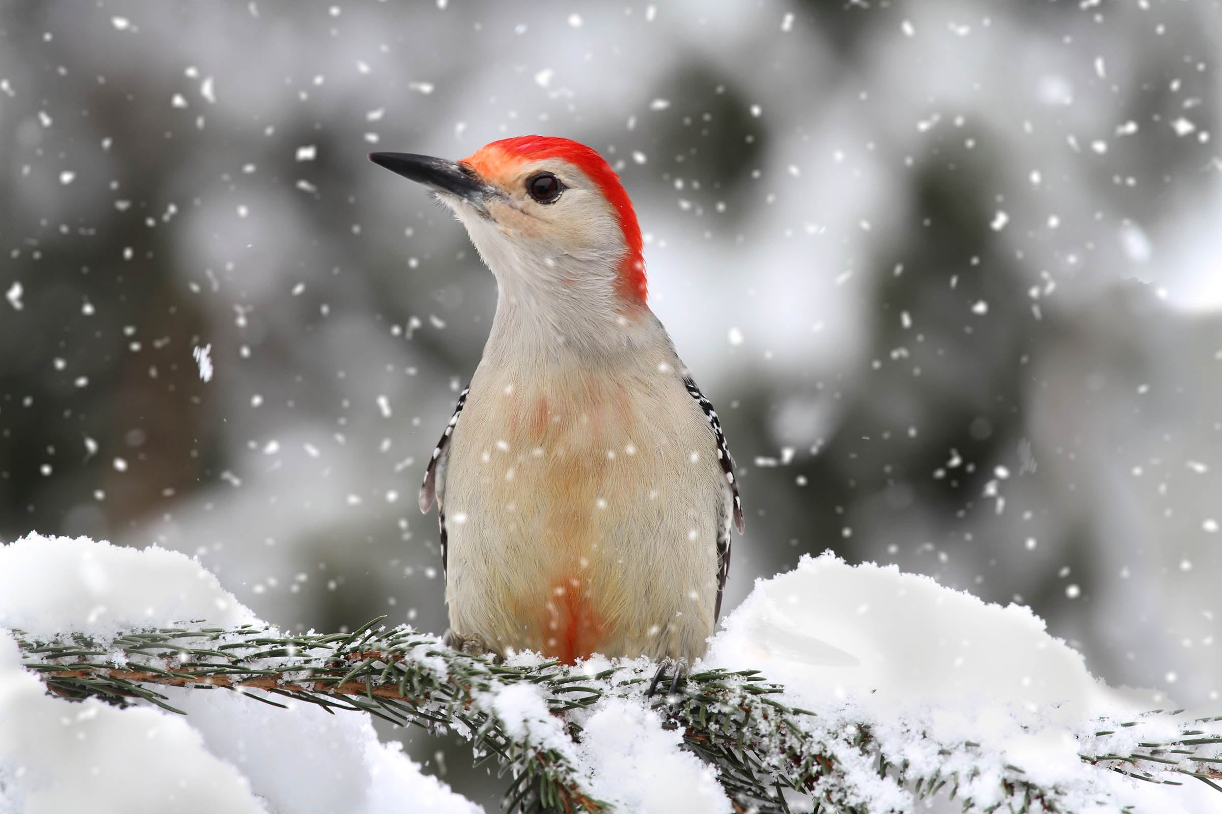 Red-bellied Woodpecker in snow