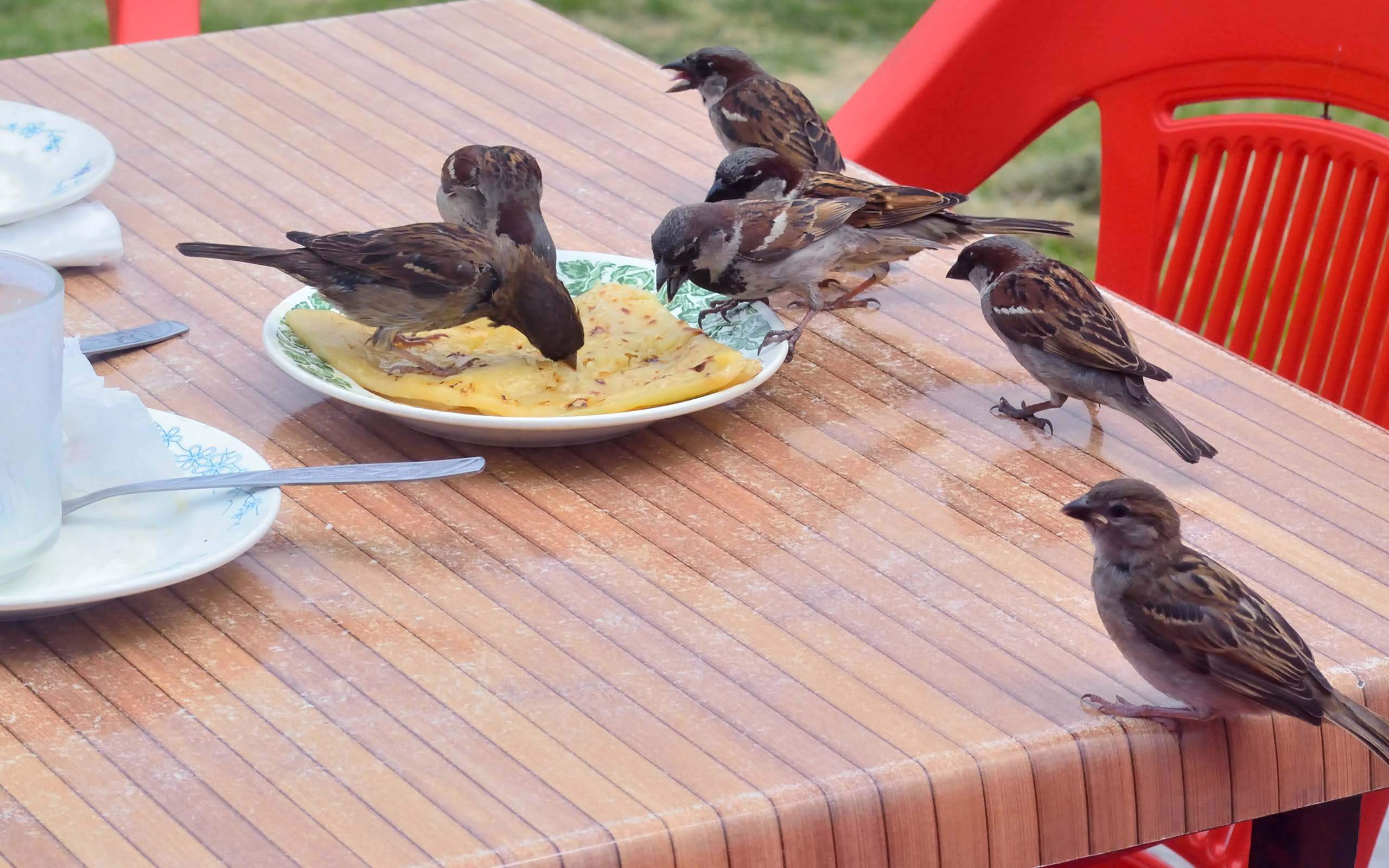 sparrows at restaurant table