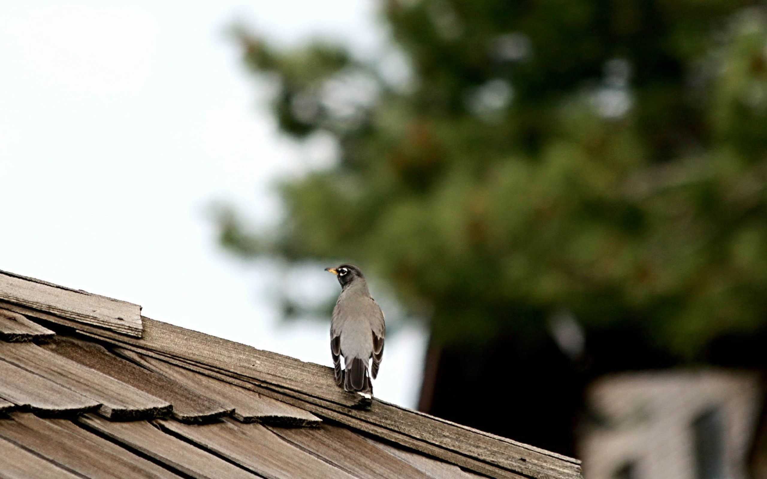 A robins backside with head turned to the left on a brown wooden shed roof.