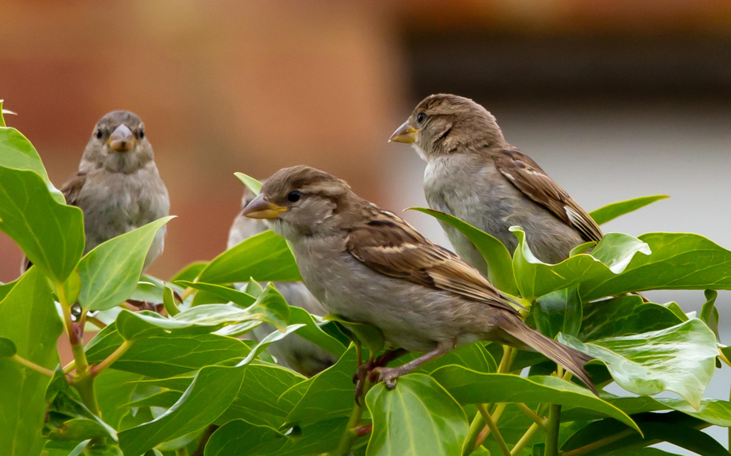 sparrow family in bush