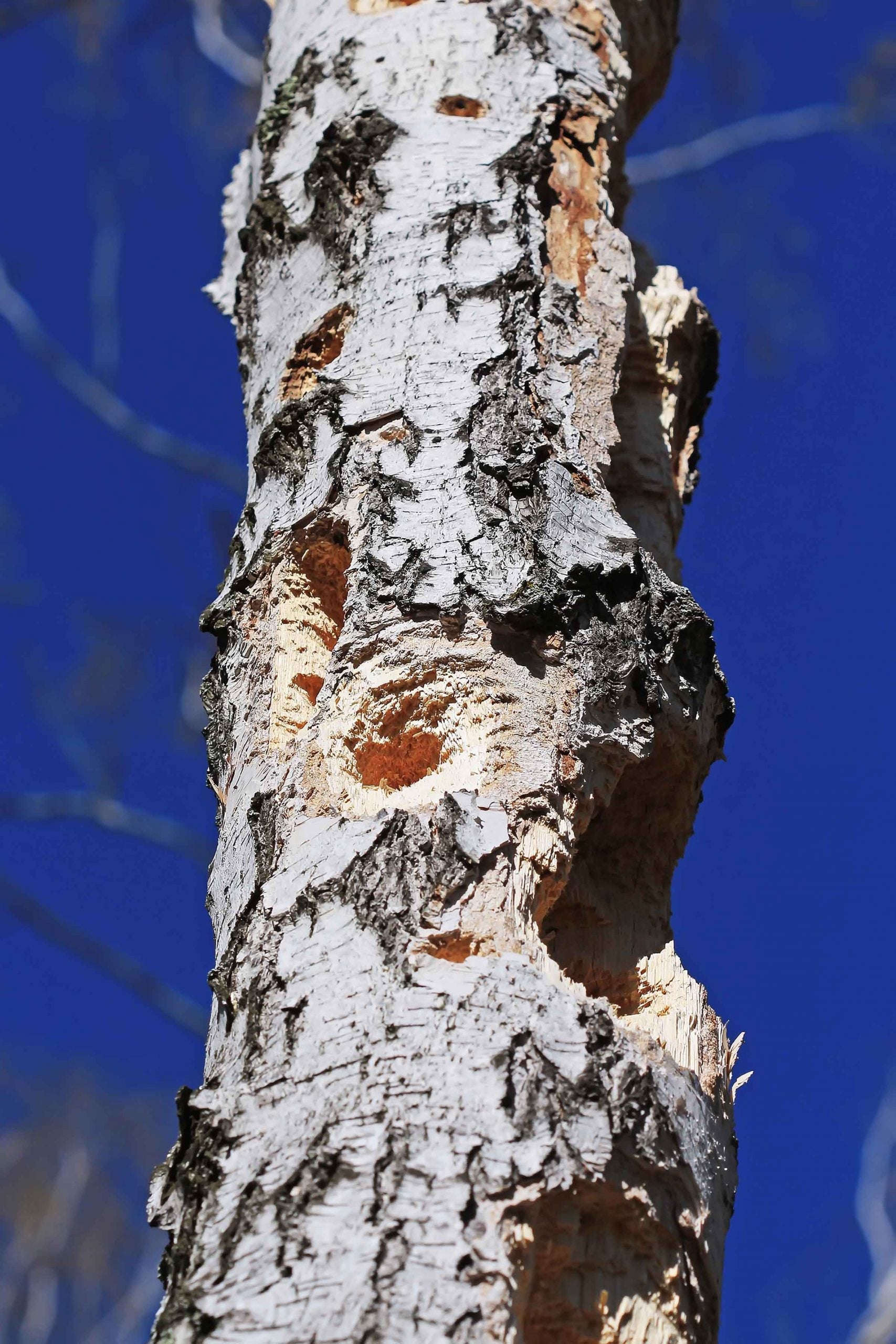 large holes in a tree from woodpecker