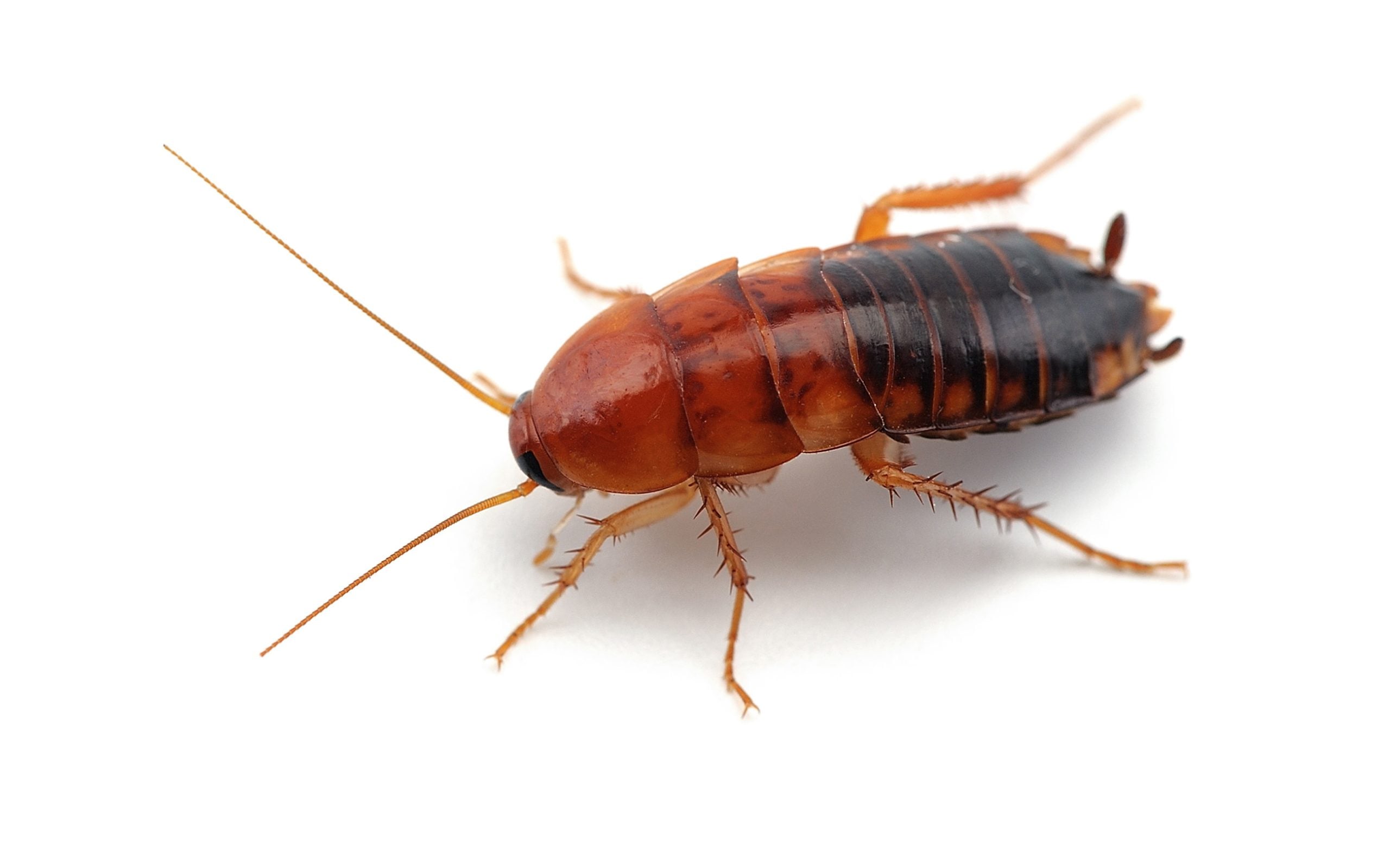 Oriental cockroach