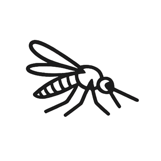 Mosquito stage 4: adult