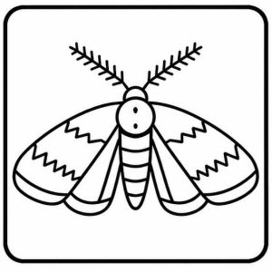 moth adult icon