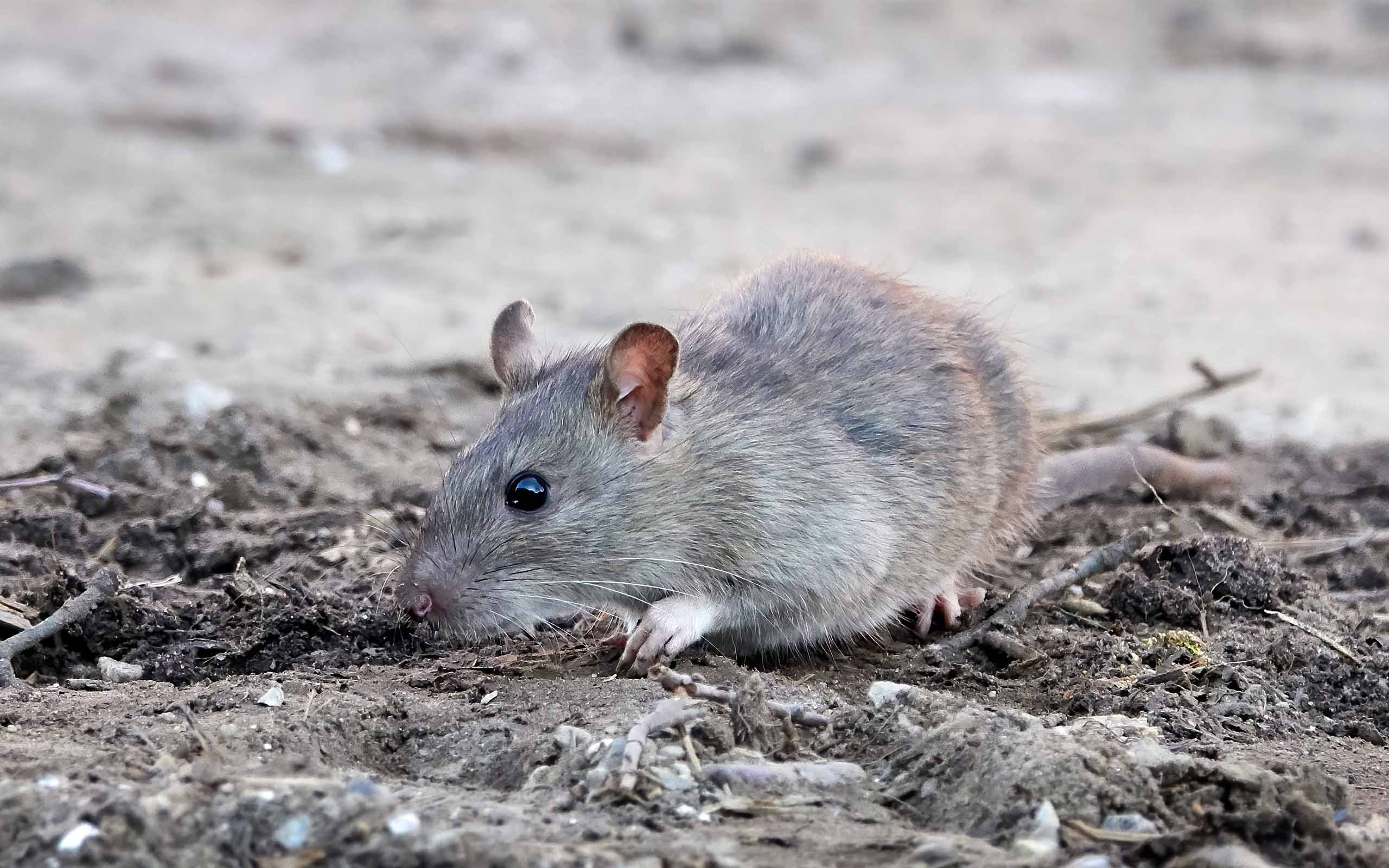 Rodents attract snakes to a property