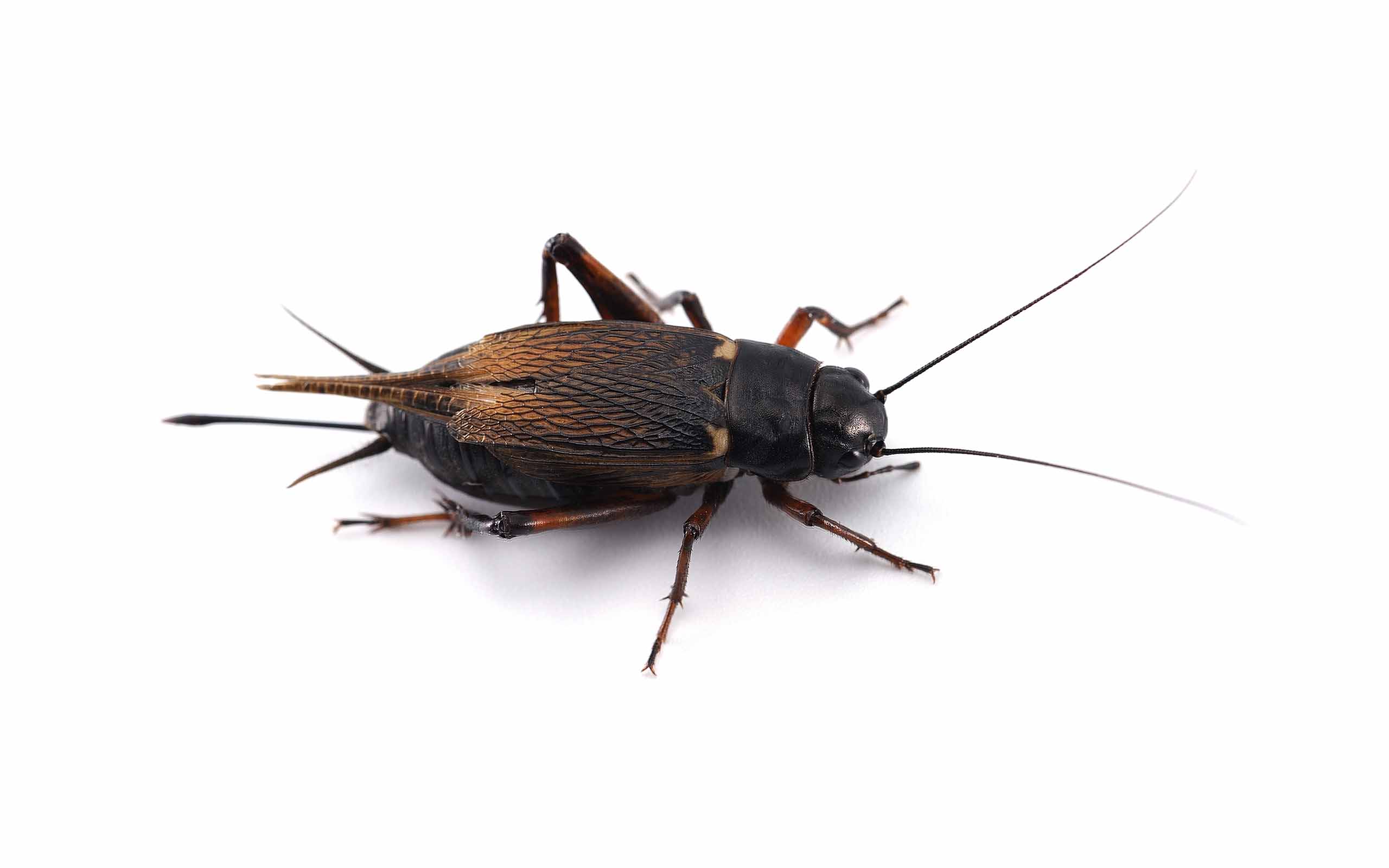 black-cricket