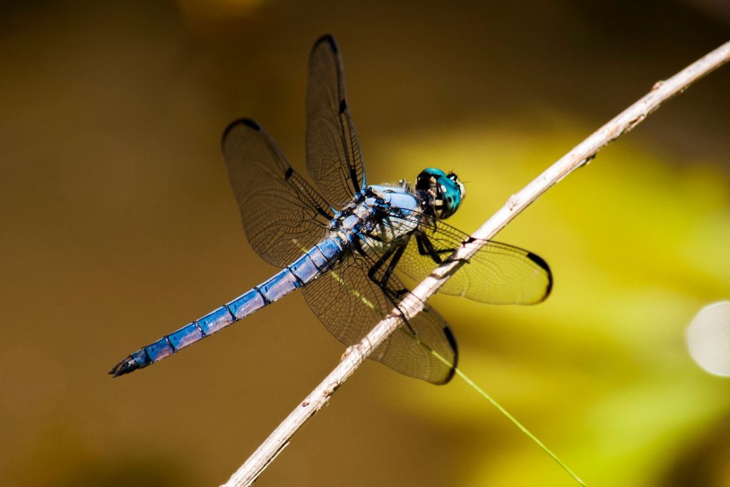 blue dragonfly for mosquito pond control