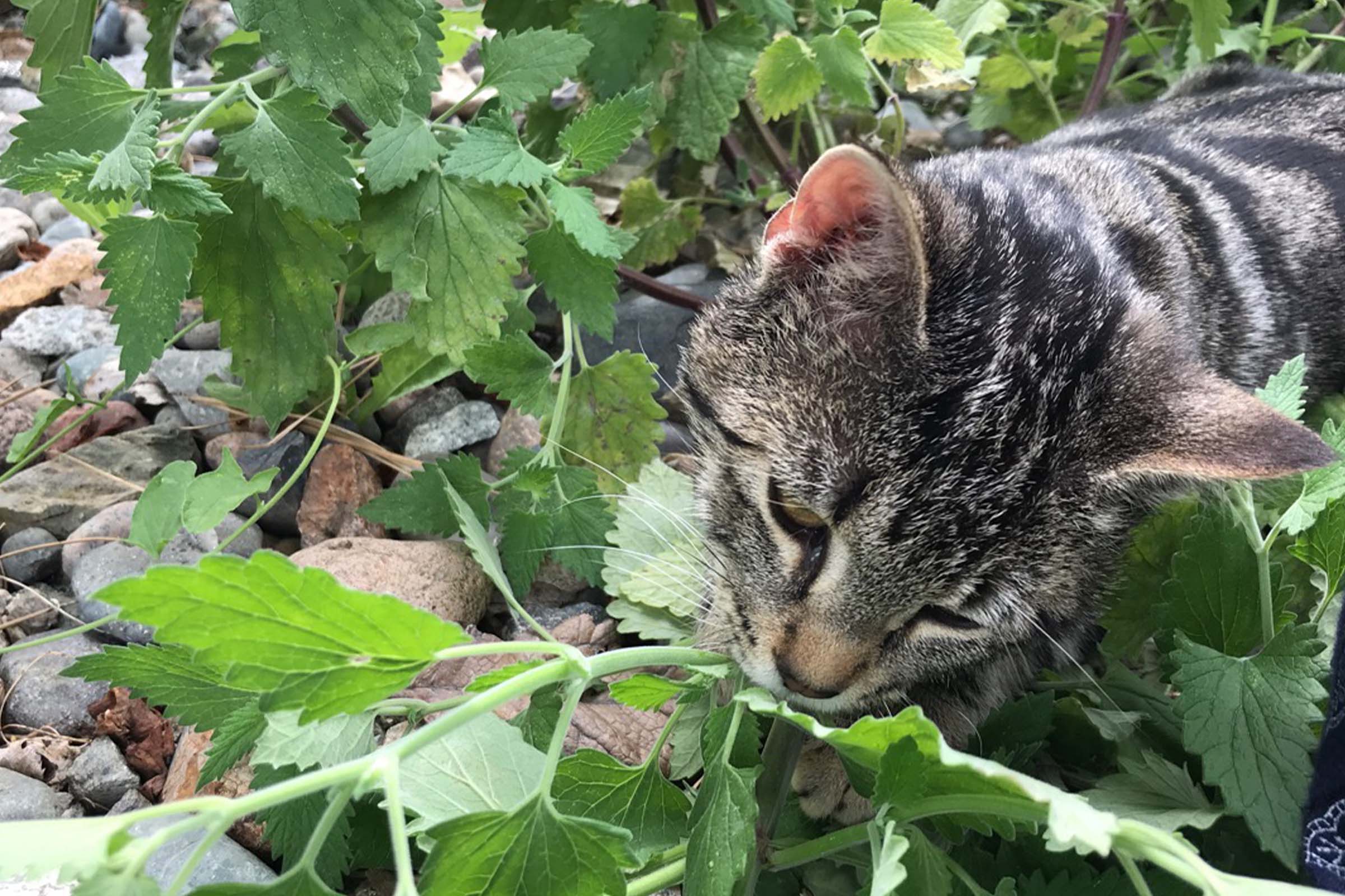 Catnip cat eating catnip plus plant keeps mosquitos away