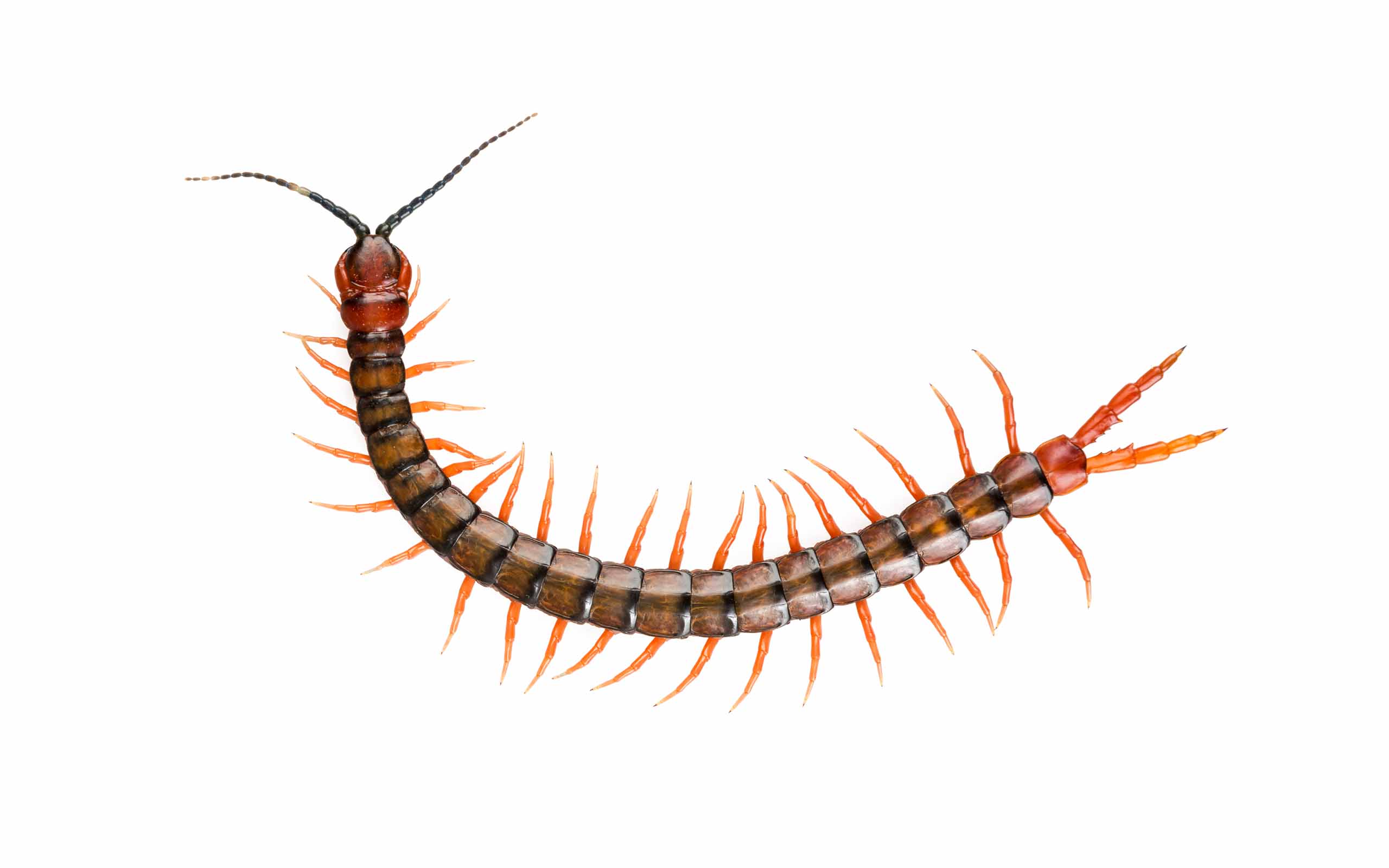 centipede