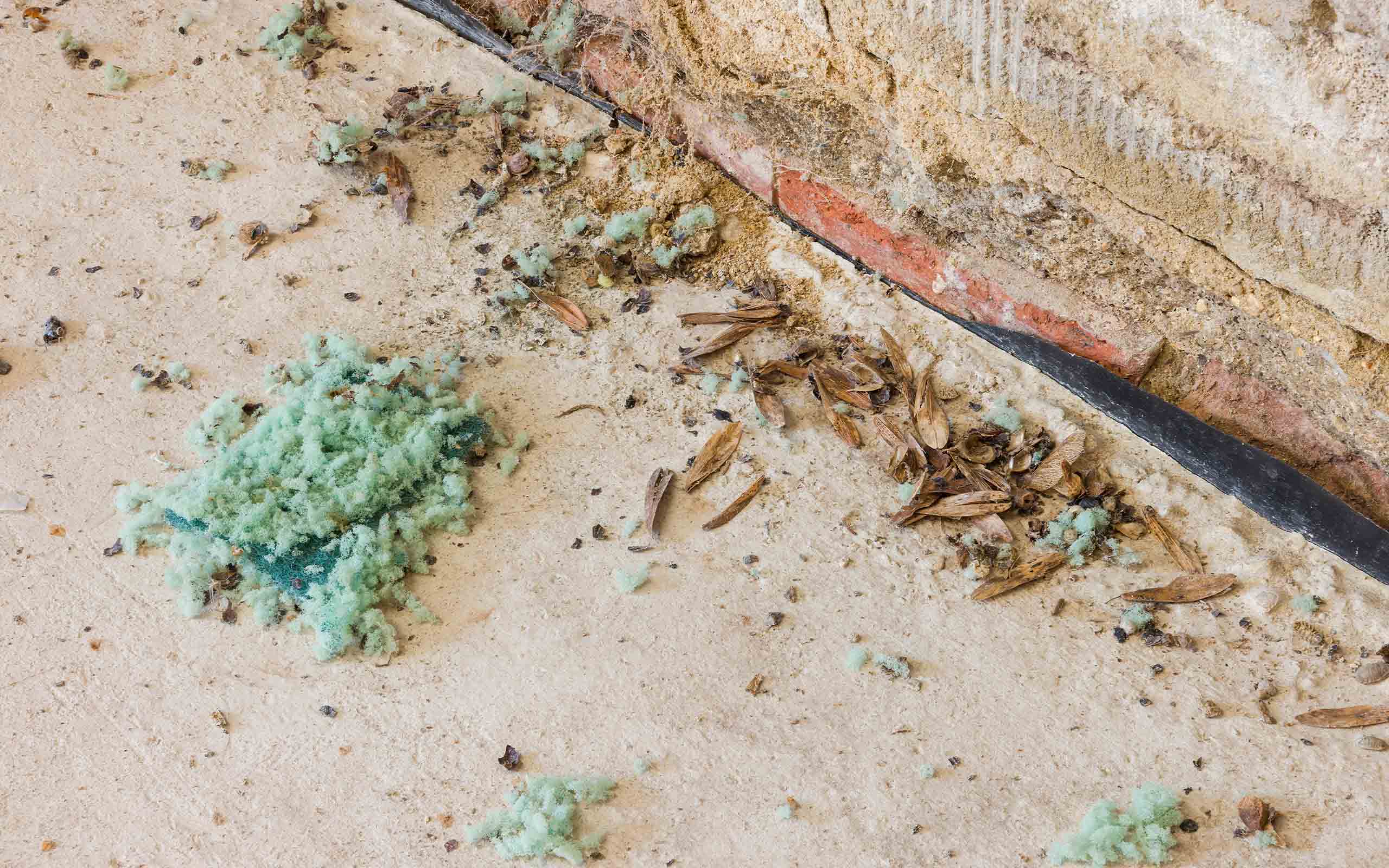 droppings and damage