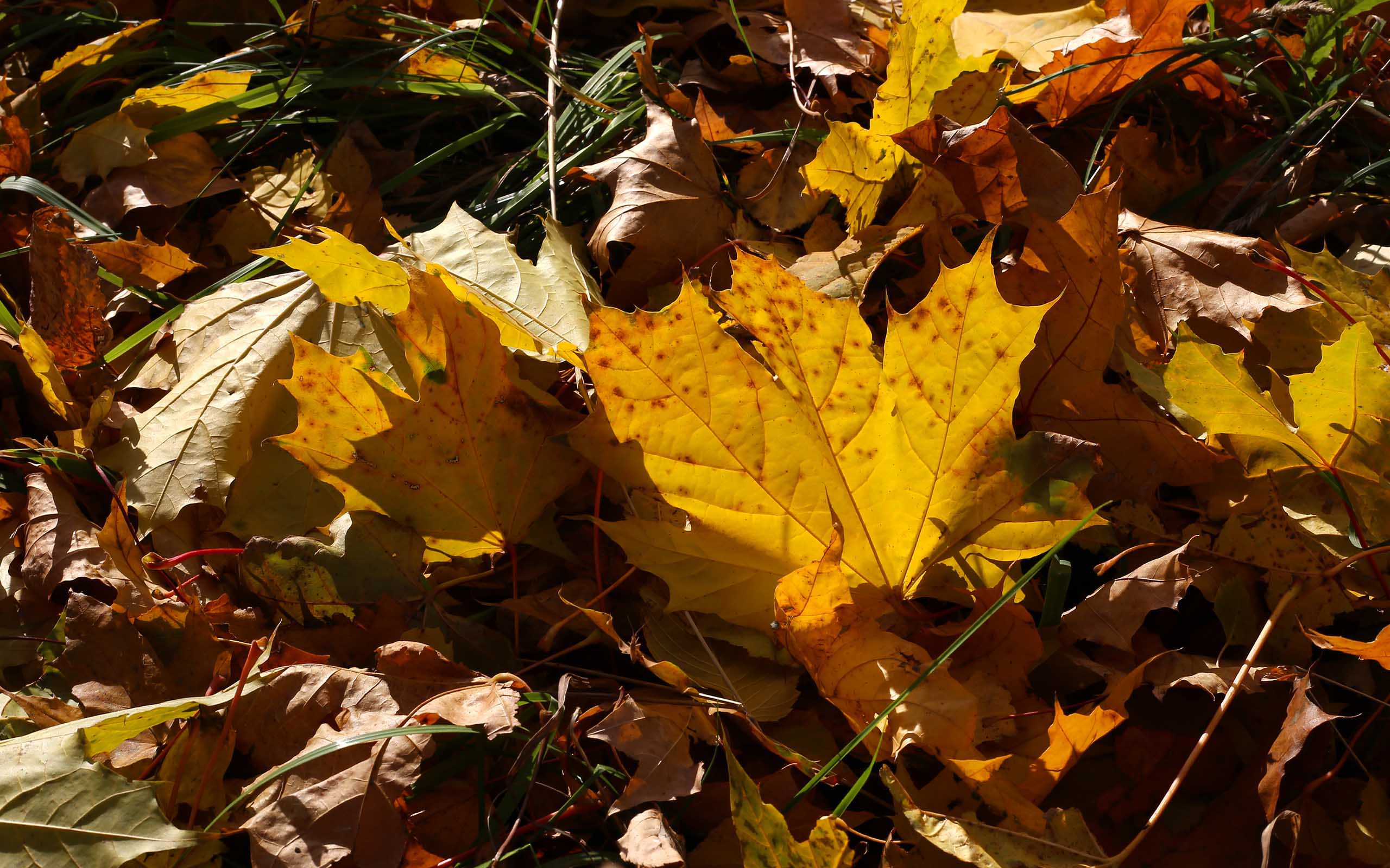 decaying leaves Damp soil and standing water that draws millipedes