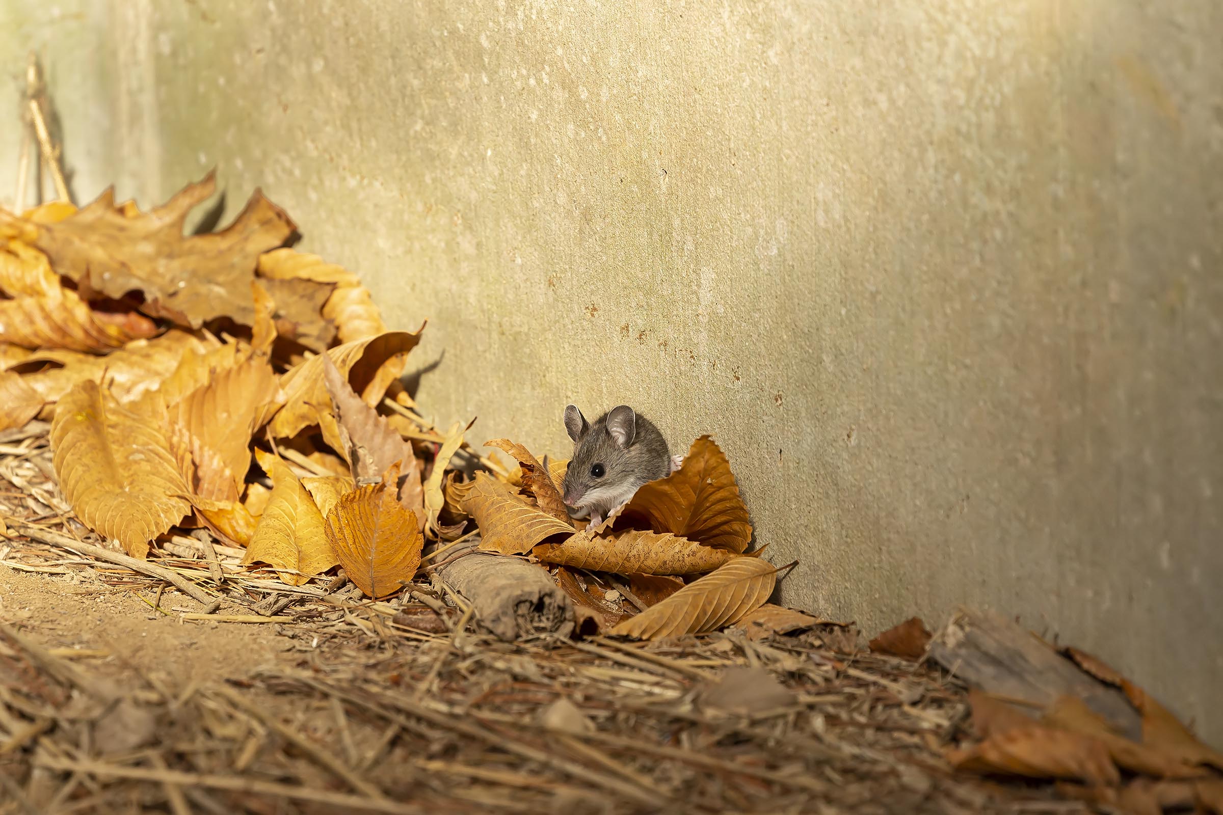 deer mouse hiding in yellow leaves