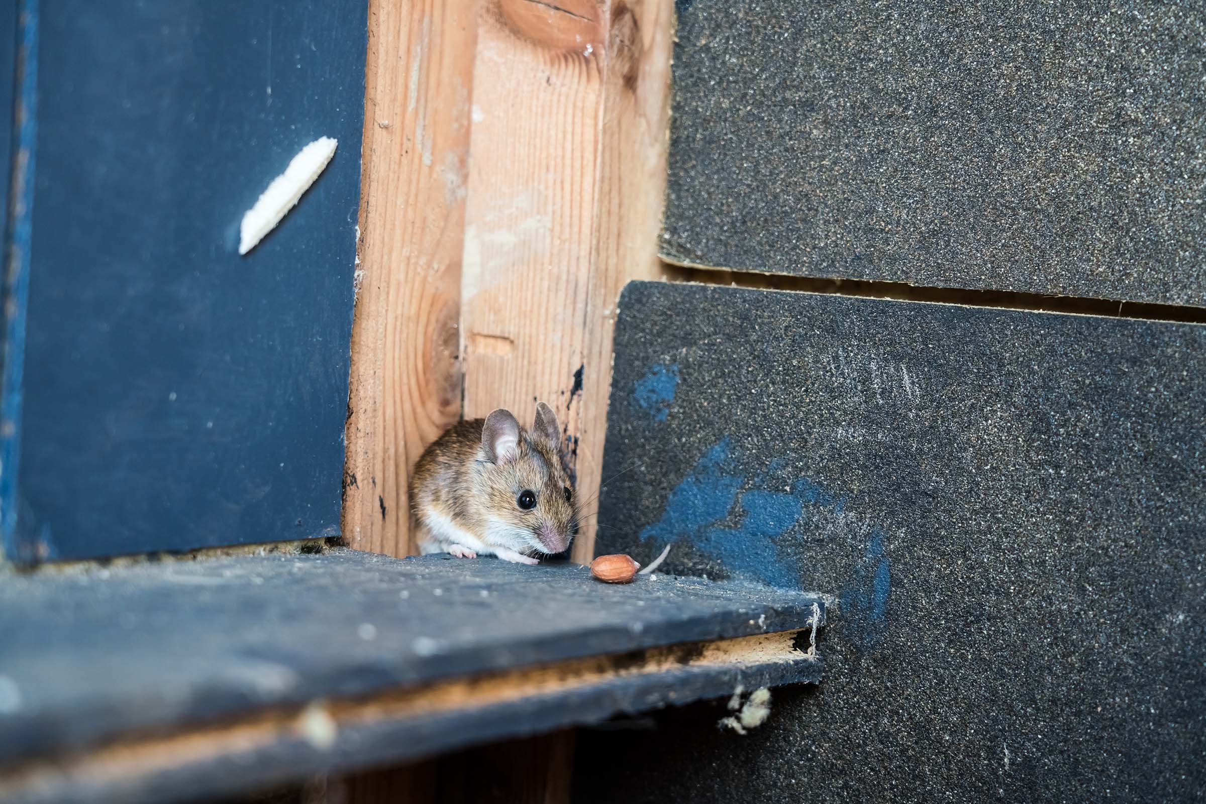 deer mouse outside of house