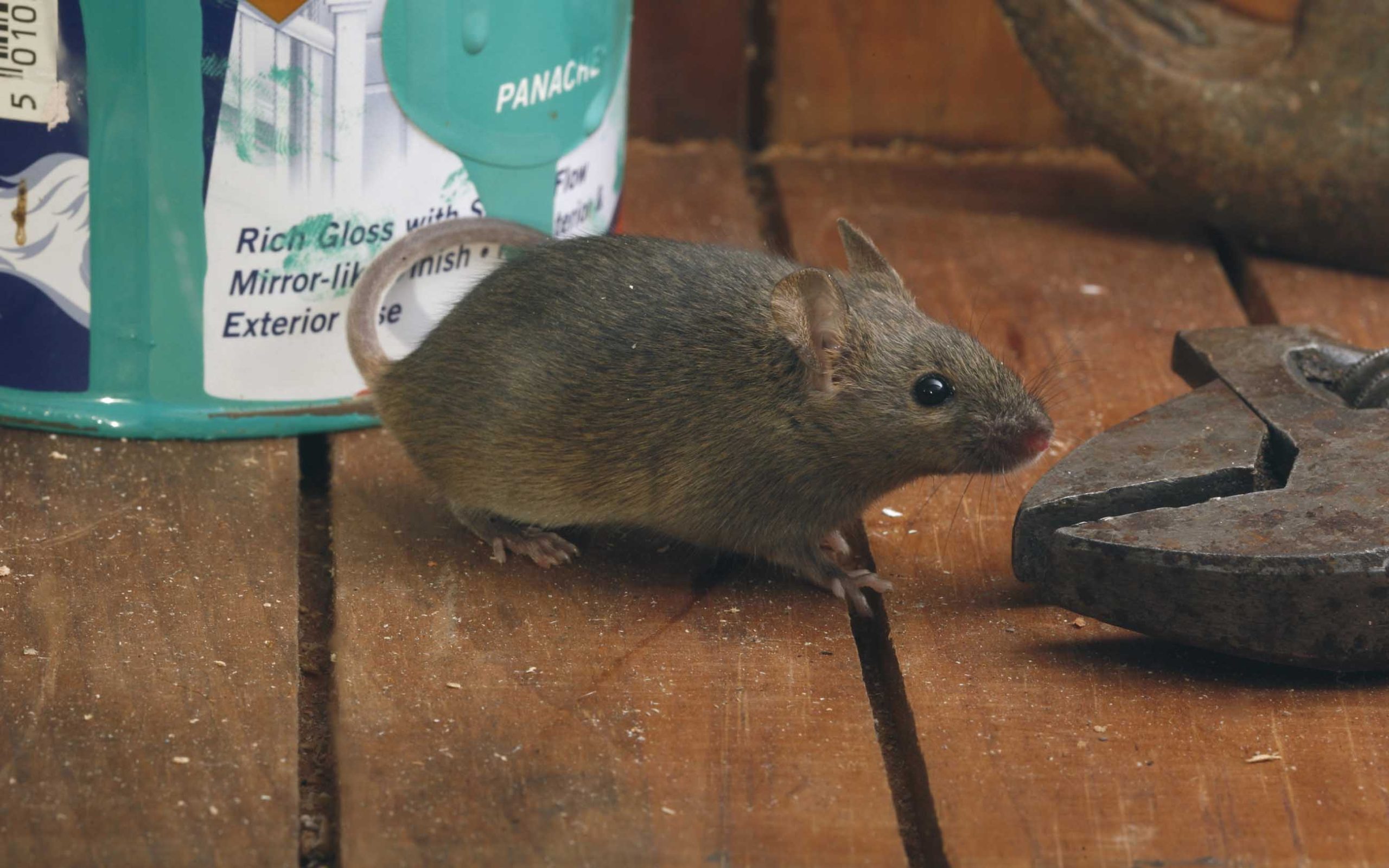 house mouse inside garage on countertop