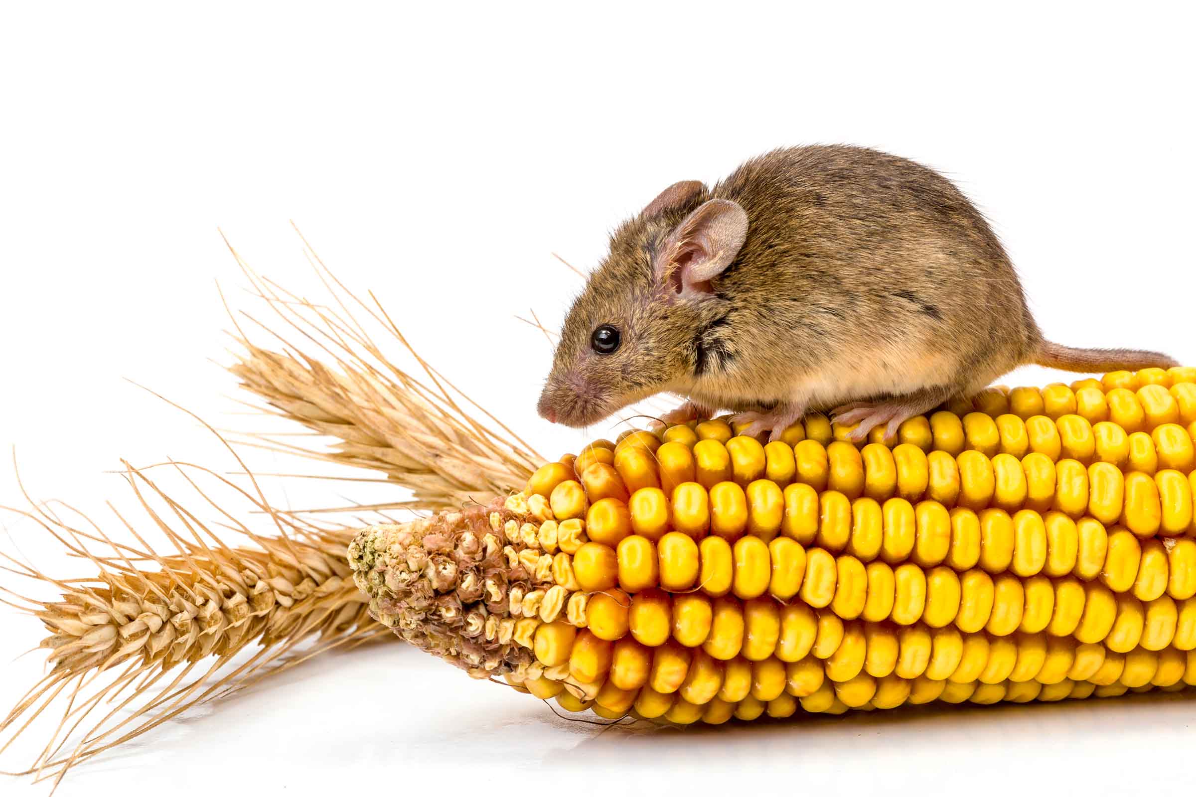 Mouse Control - Pest Library - Omnis Pest Control