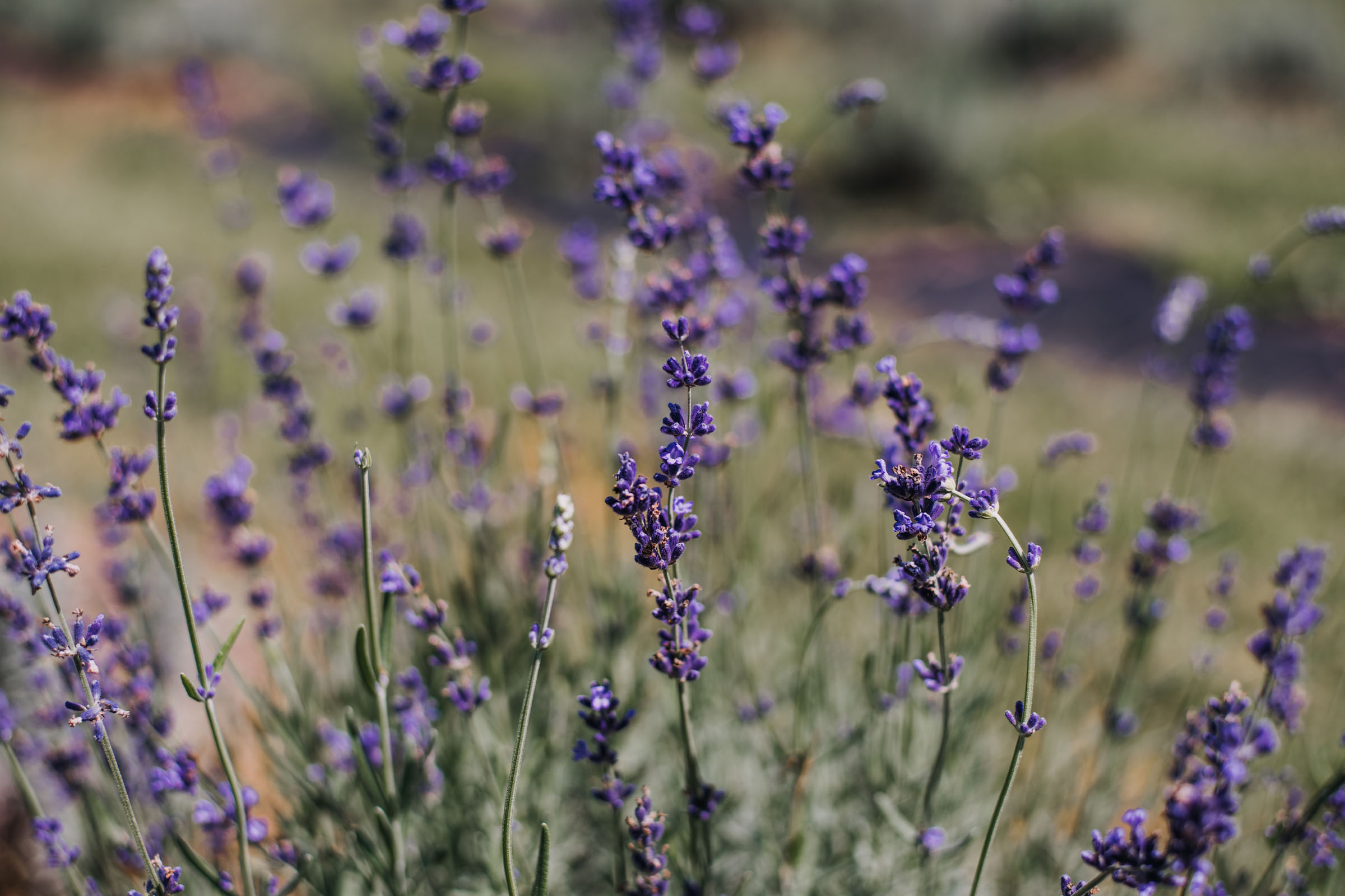 Lavender Flowers lavender keeps mosquitos away from house