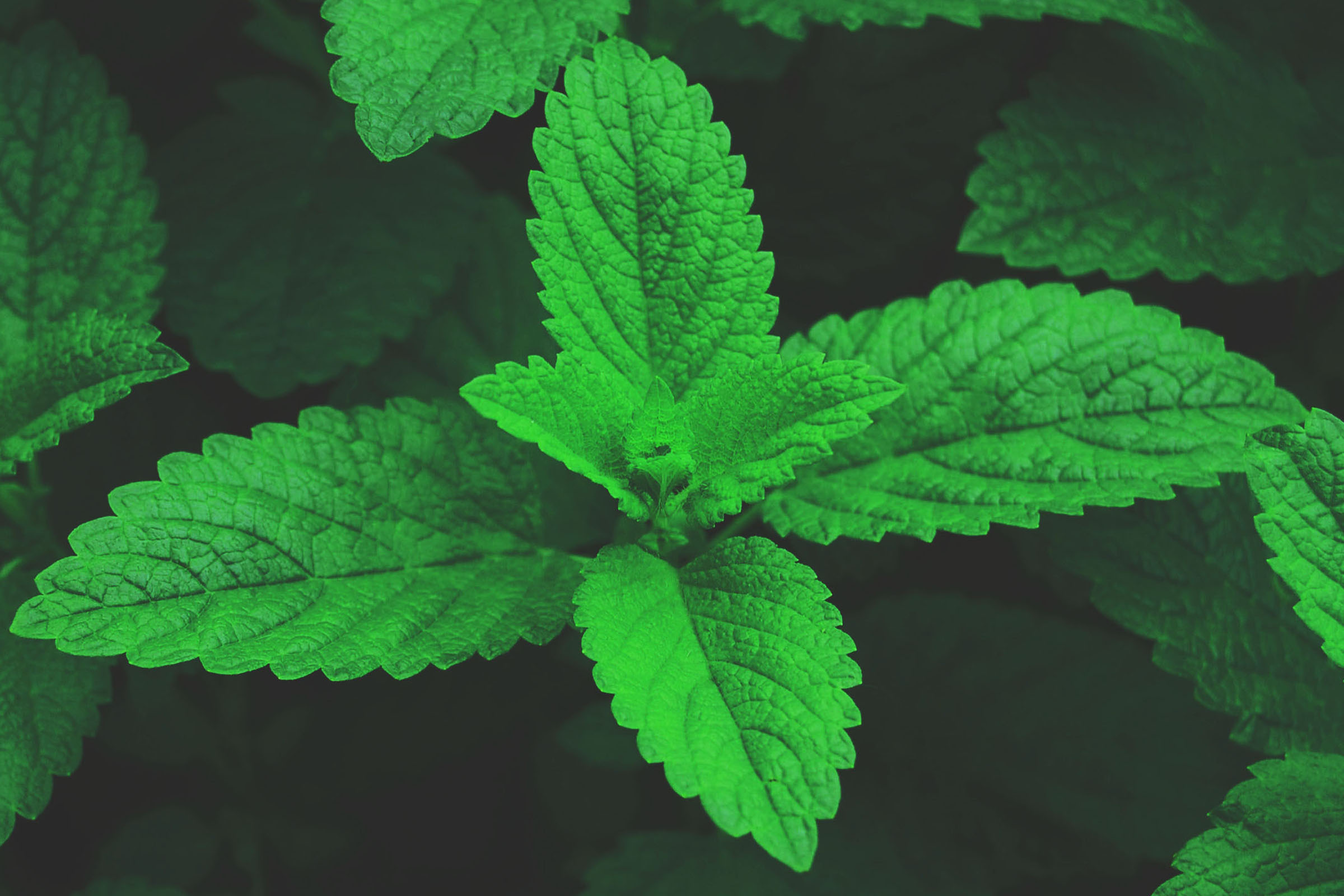 Lemon Balm lemon balm plant in garden for mosquito control