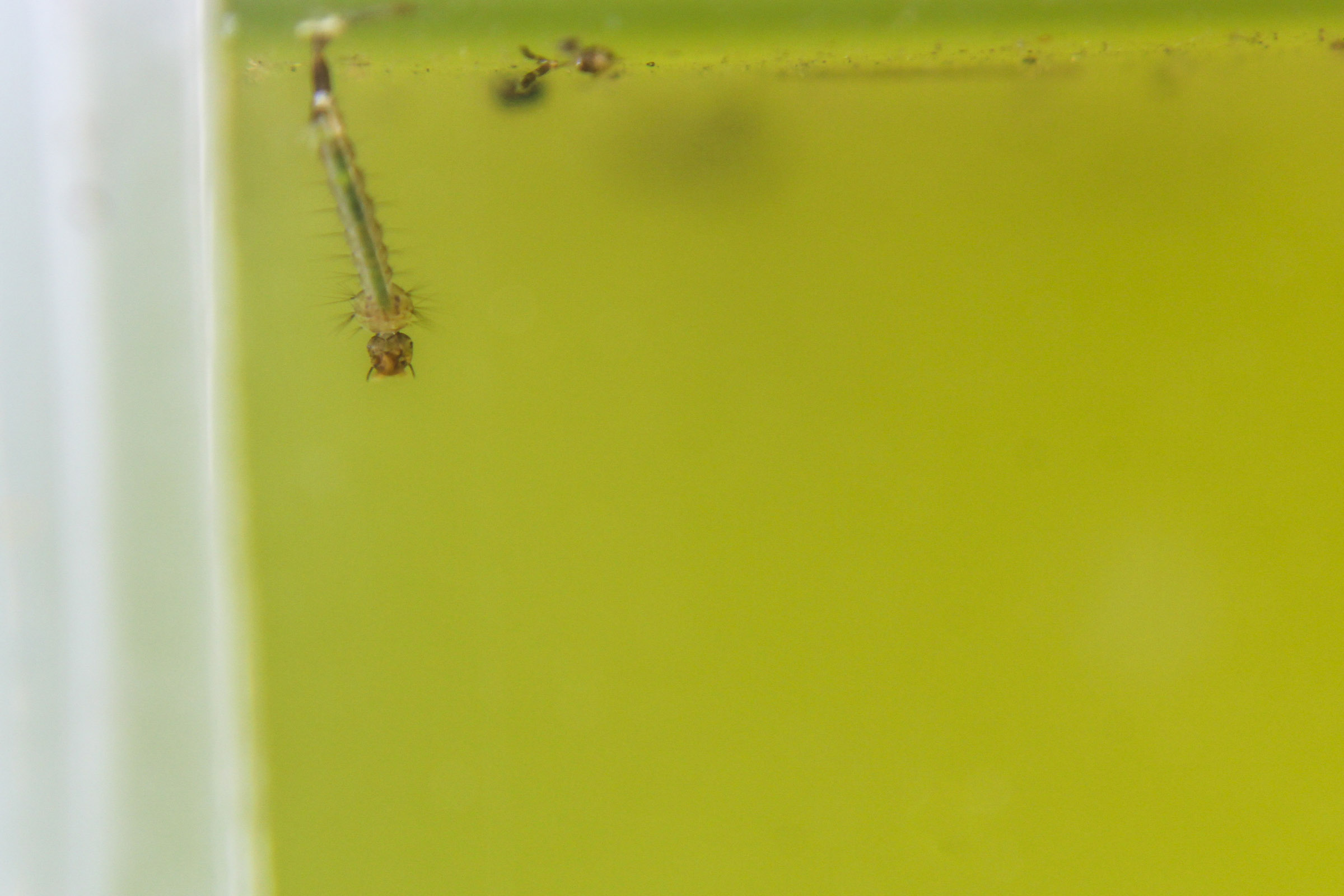 mosquito hatches from egg into pond water