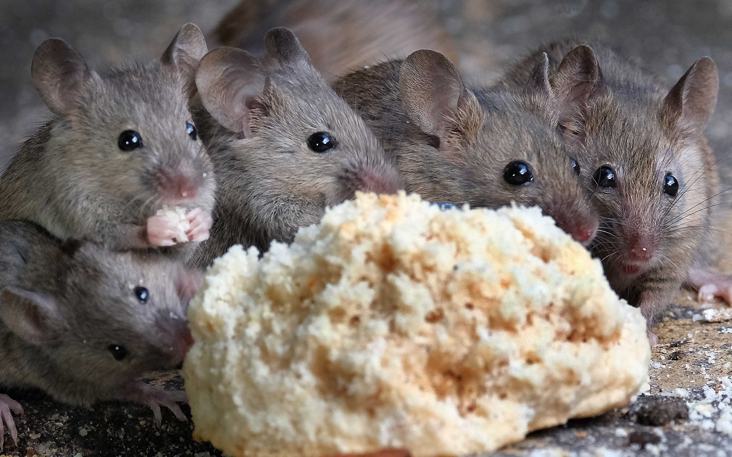 mouse colony close to your house