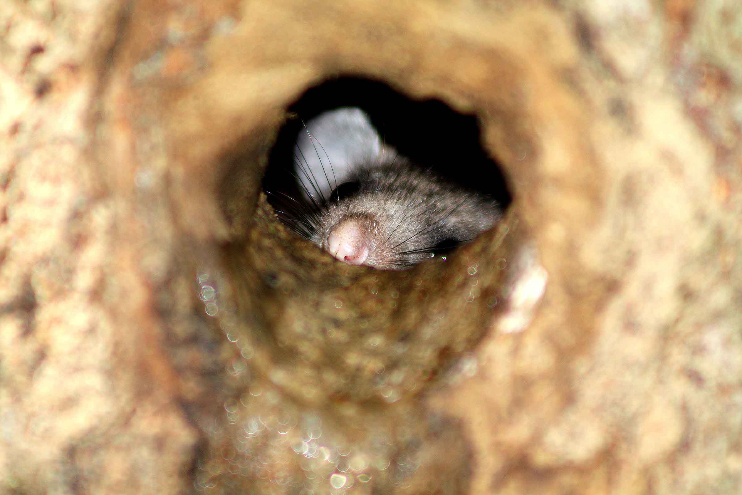 mouse in burrow