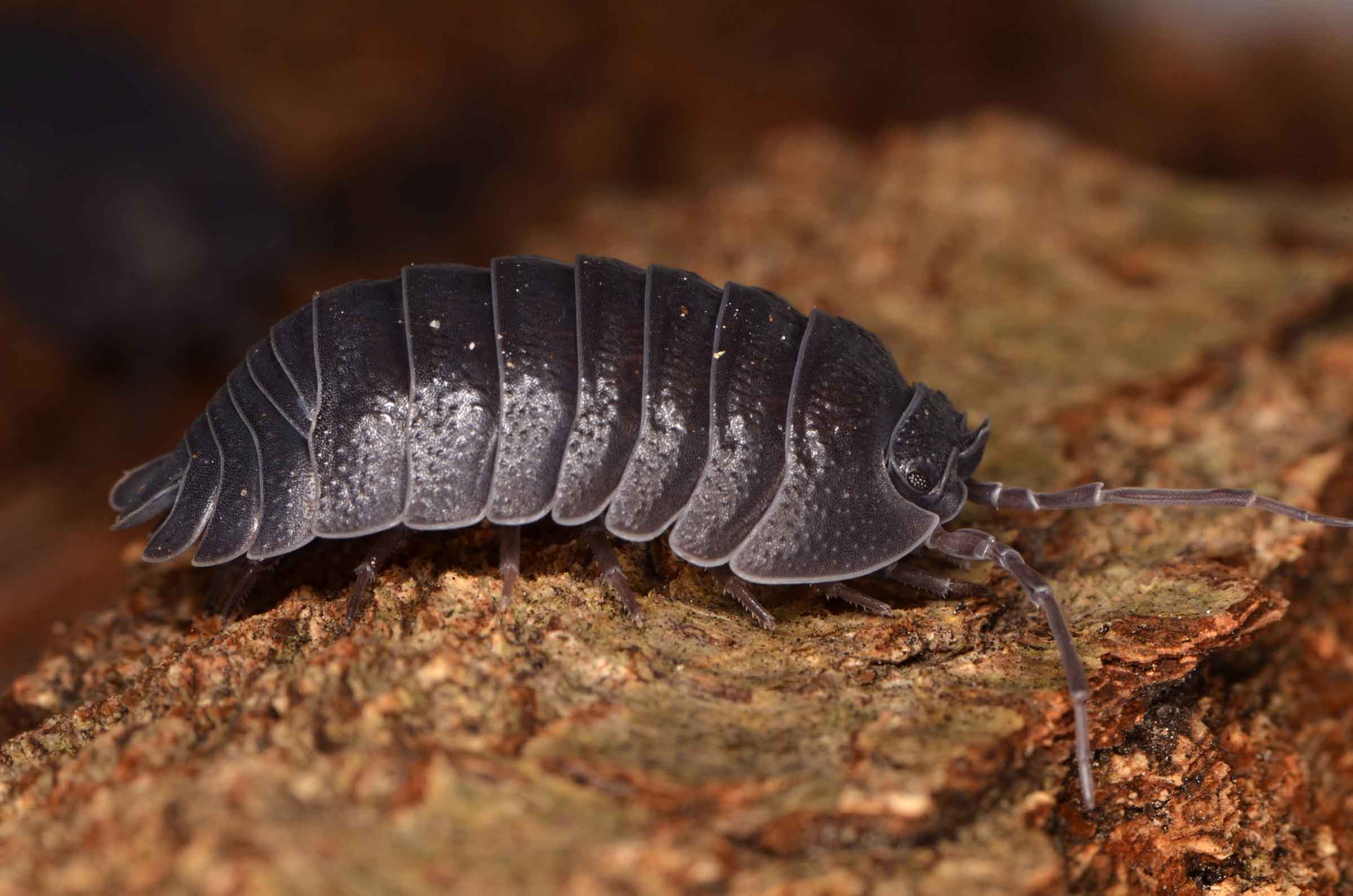 Pill bug walking on a rock