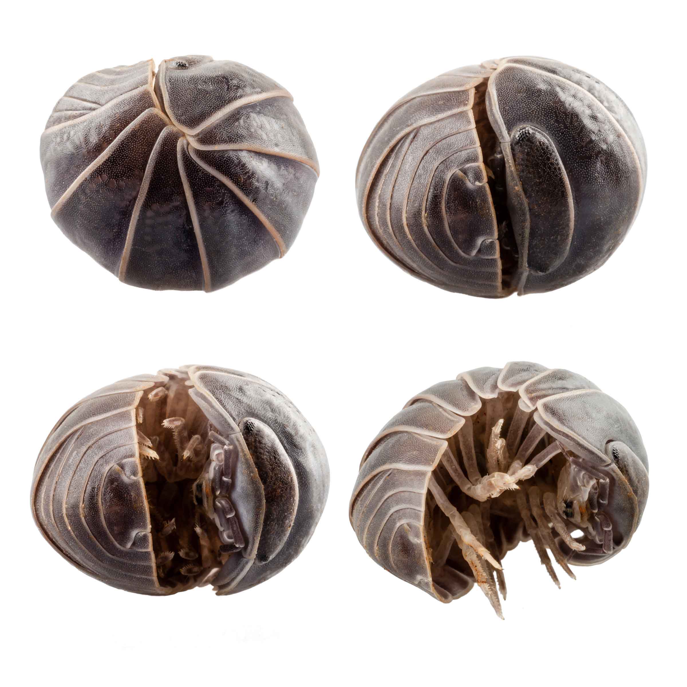 Roly-poly pill bug curled into a ball