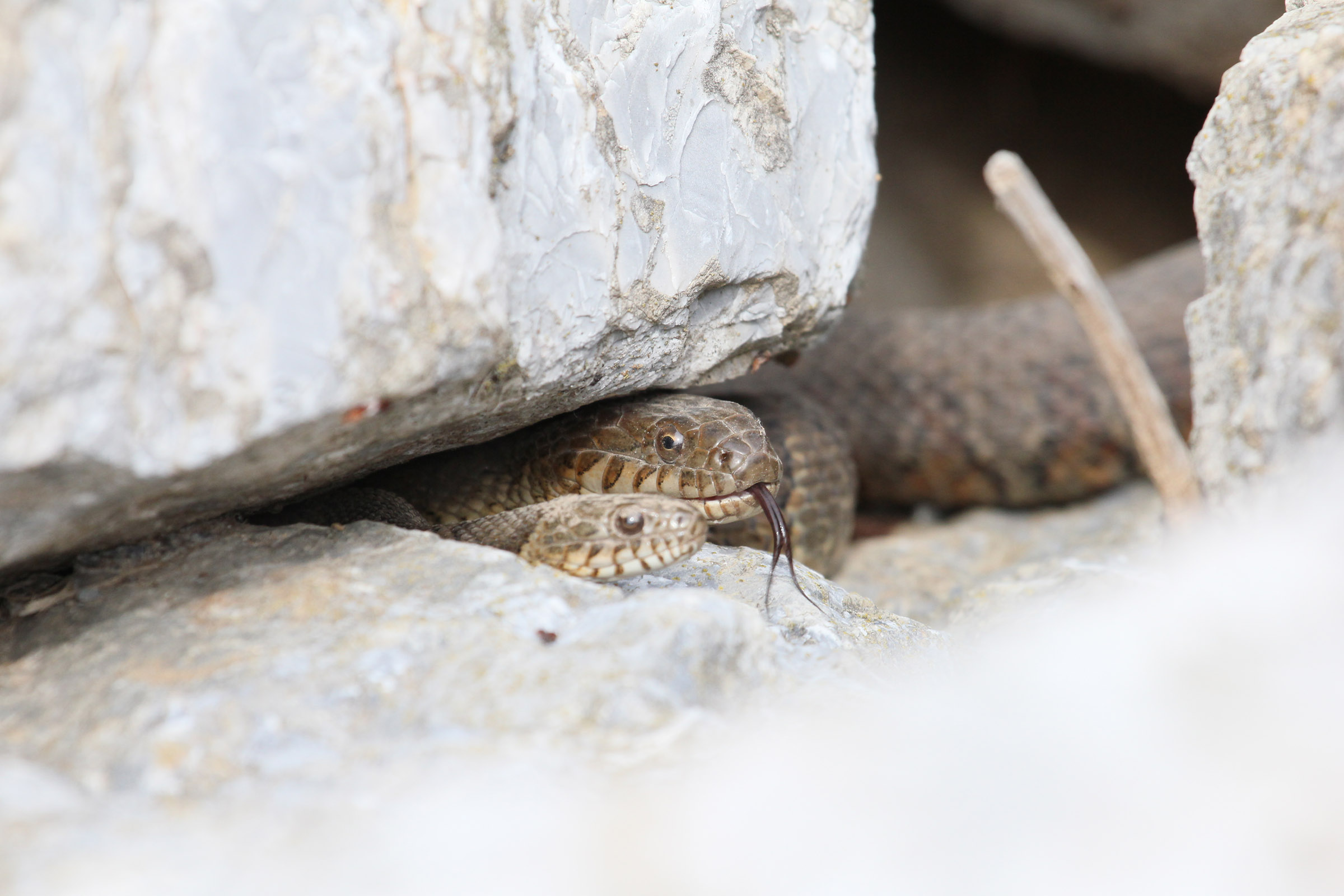 Snake between rocks