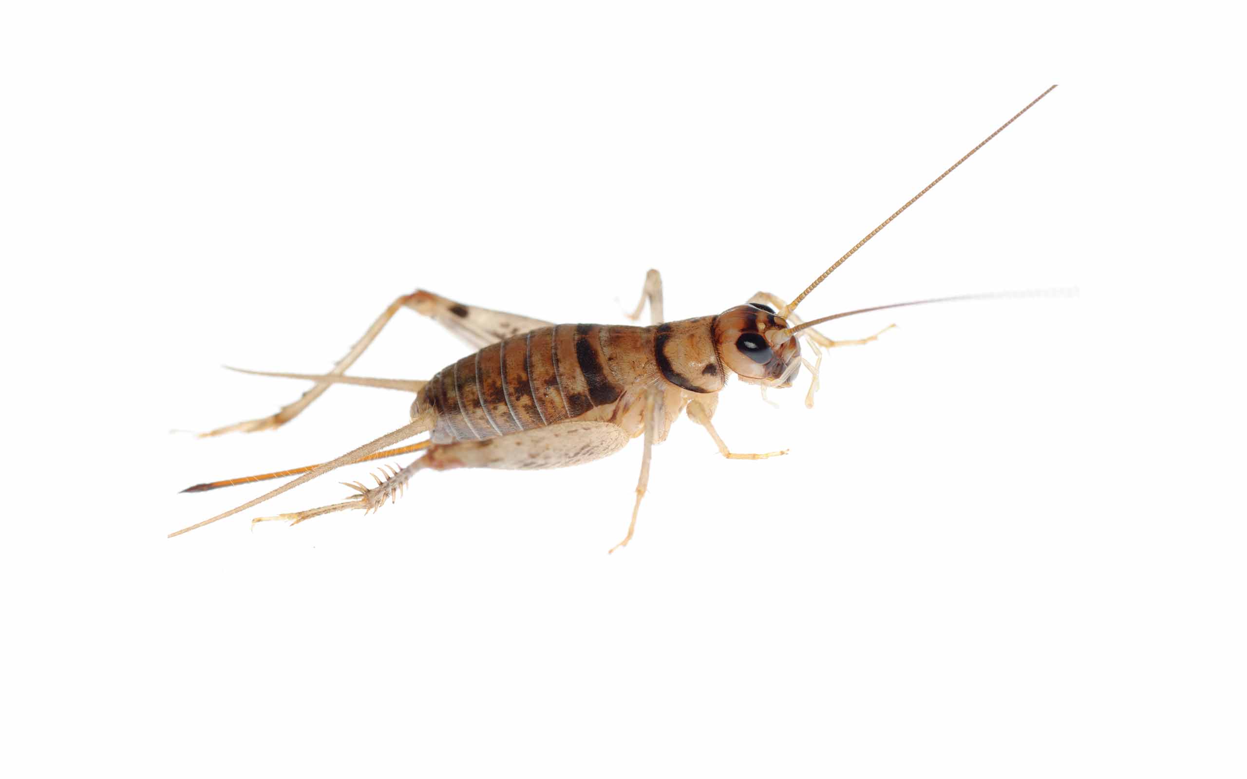 tan-cricket