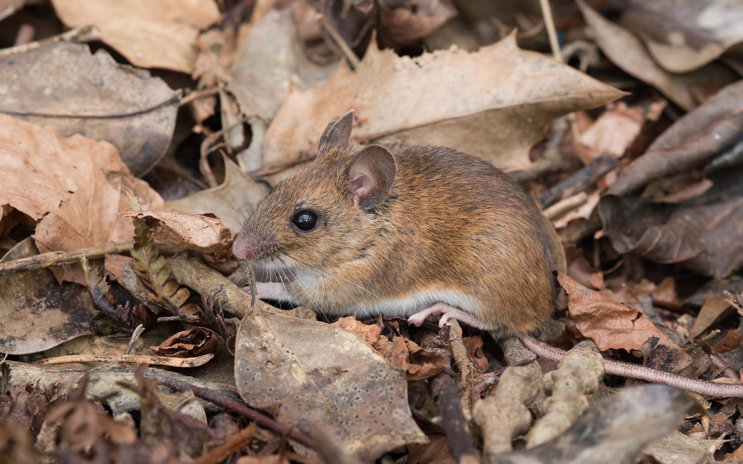 visible mice in fall finding food