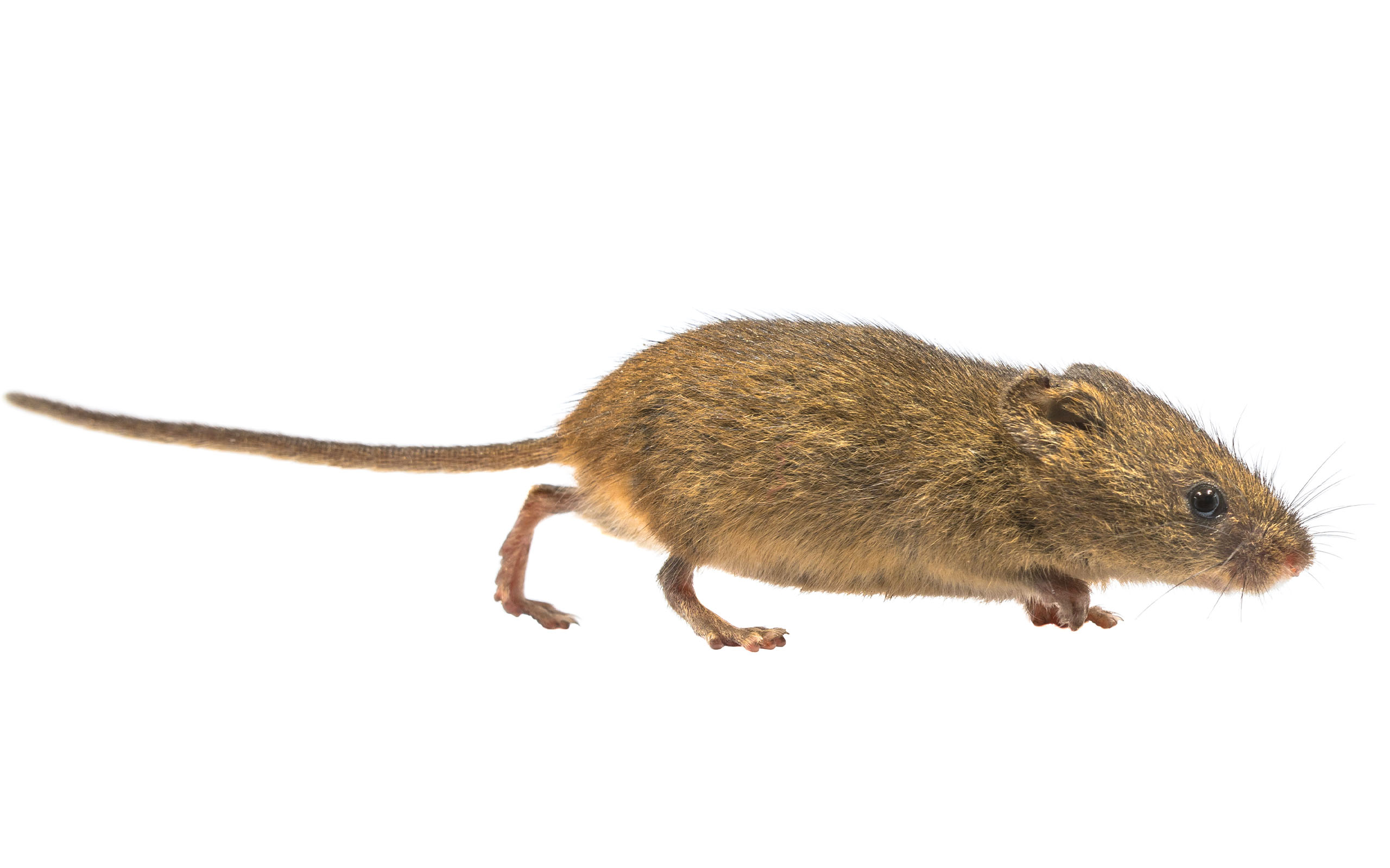 wood mouse looking for shelter