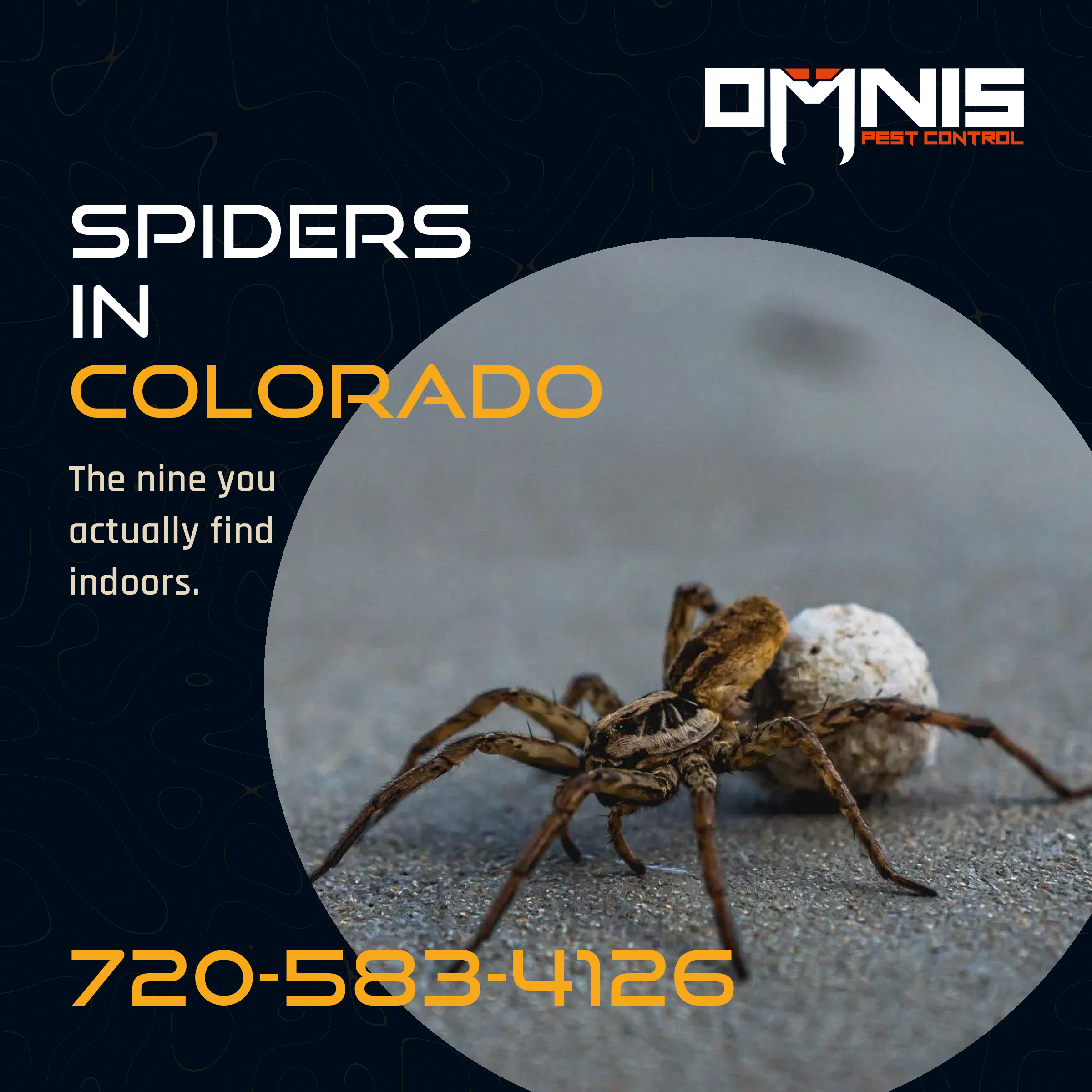 Identifying Different Types of Spiders in Colorado
