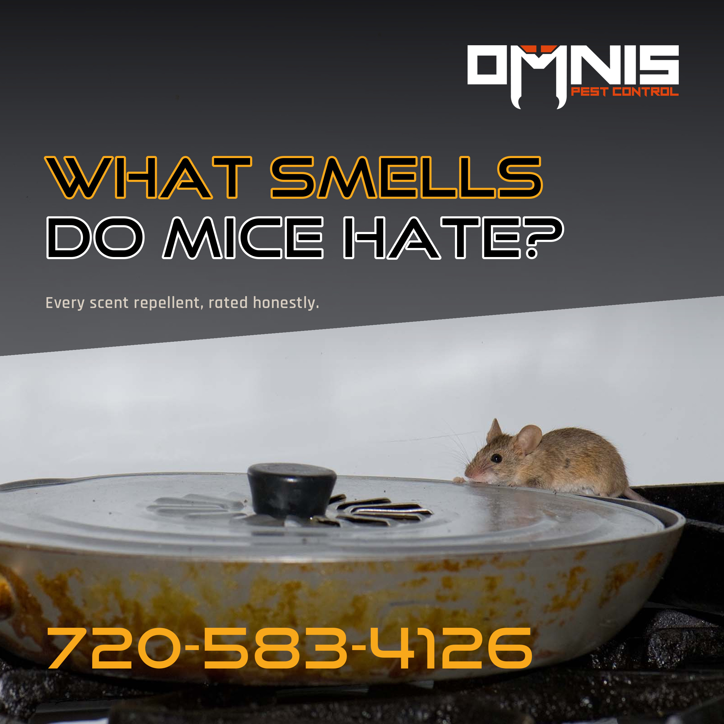 What Smells Do Mice Hate? Every Scent Repellent, Honestly Rated